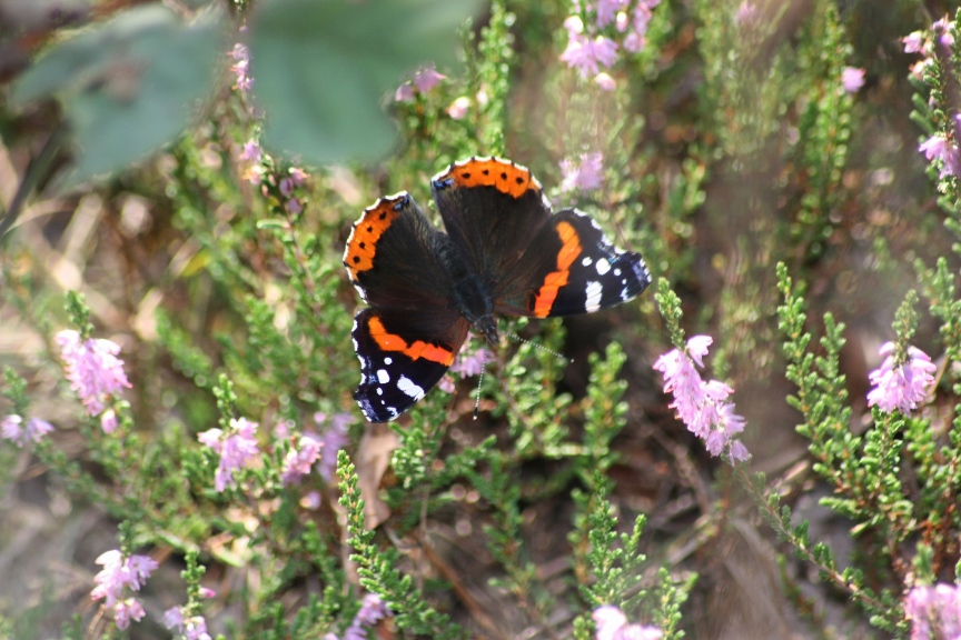 Vanessa atalanta